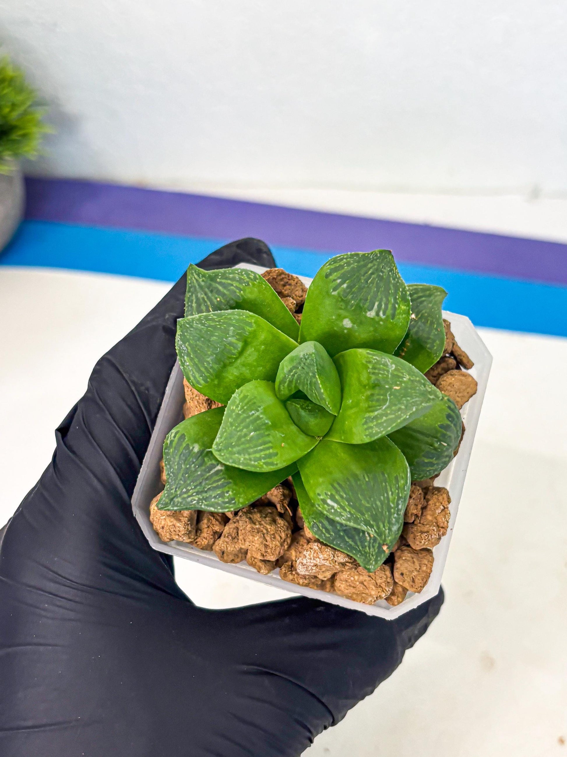 Haworthia Stabilo (wa2) (b3) | Rare Succulent