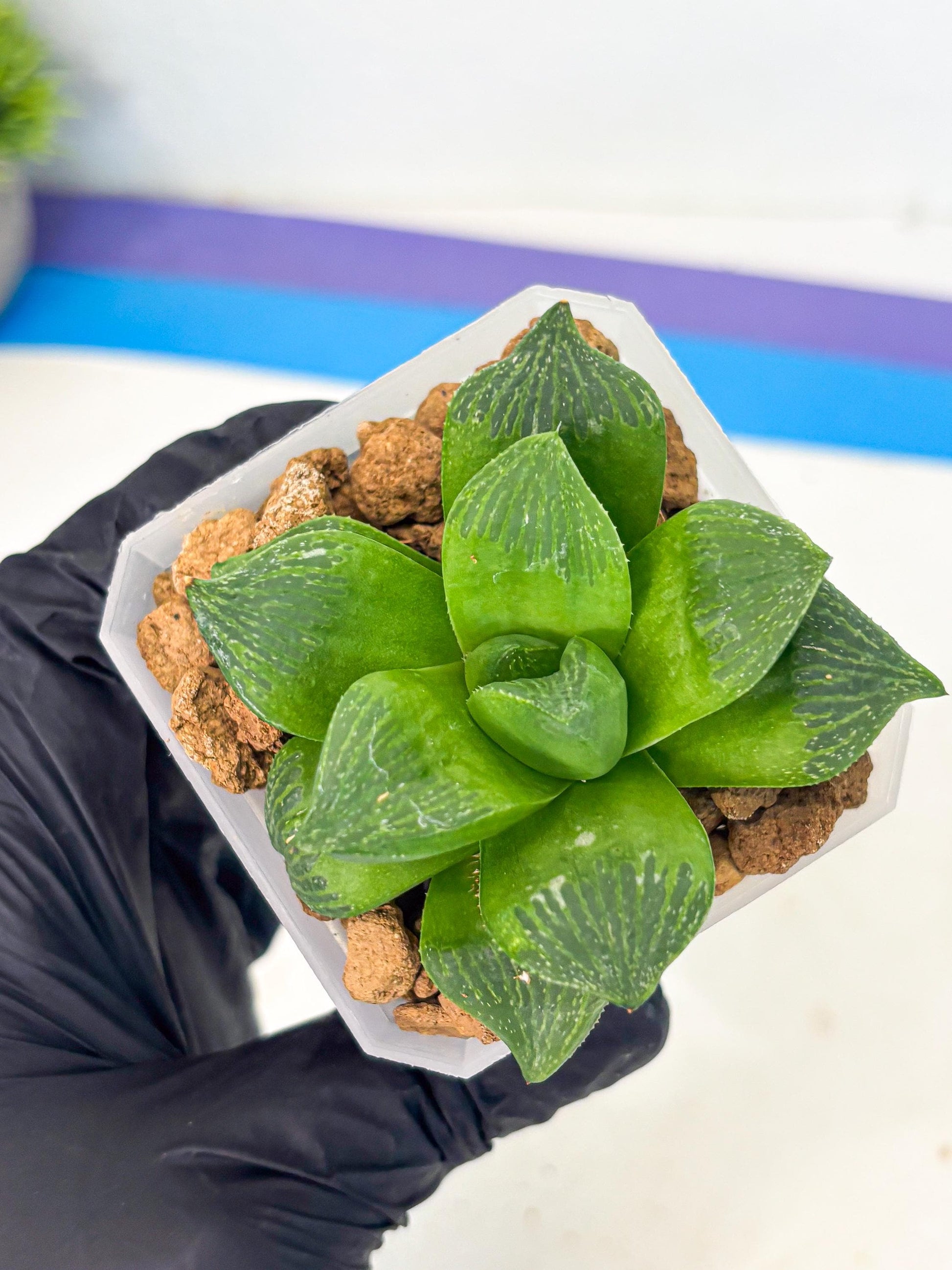 Haworthia Stabilo (wa2) (b3) | Rare Succulent