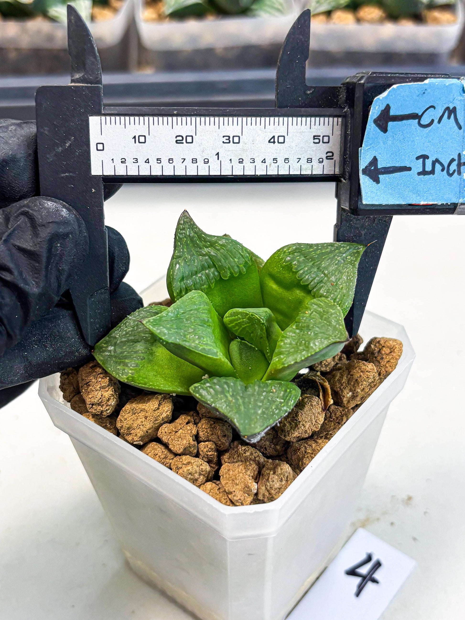 Haworthia Stabilo (wa2) (b4) | Rare Succulent