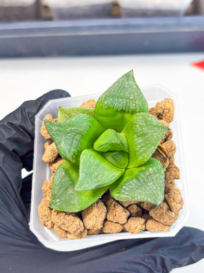 Haworthia Stabilo (wa2) (b4) | Rare Succulent