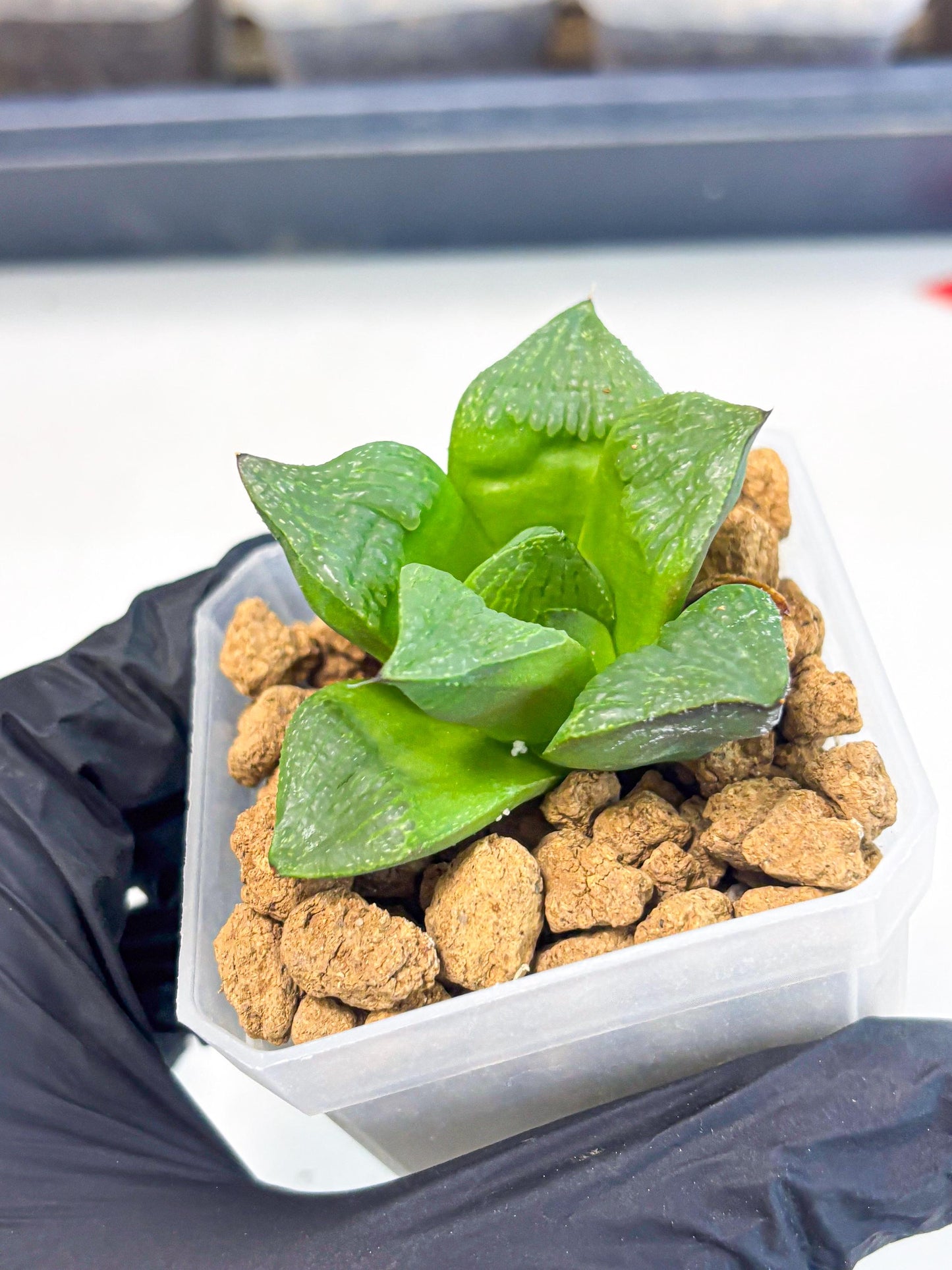 Haworthia Stabilo (wa2) (b4) | Rare Succulent