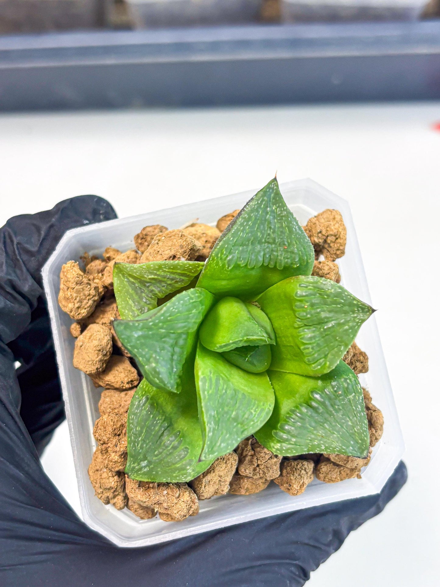 Haworthia Stabilo (wa2) (b4) | Rare Succulent