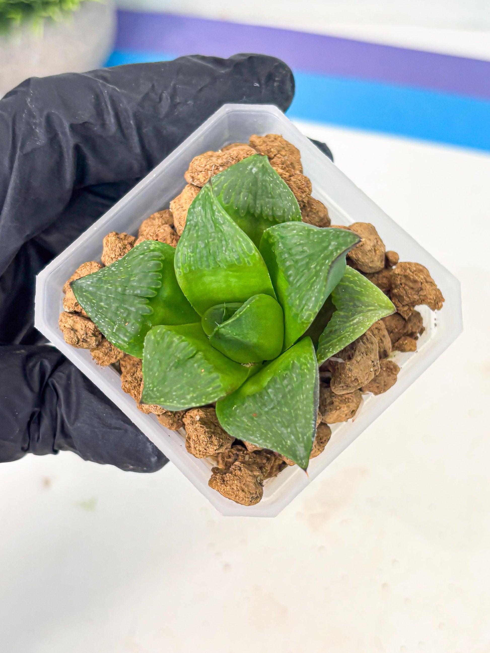 Haworthia Stabilo (wa2) (b4) | Rare Succulent