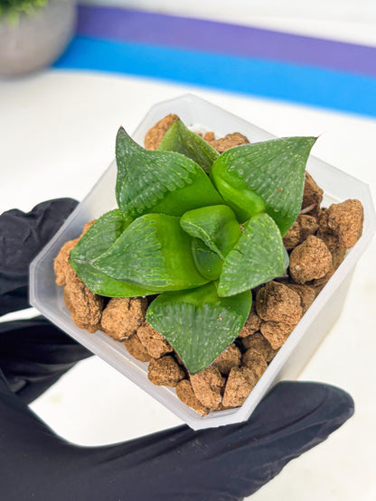 Haworthia Stabilo (wa2) (b4) | Rare Succulent