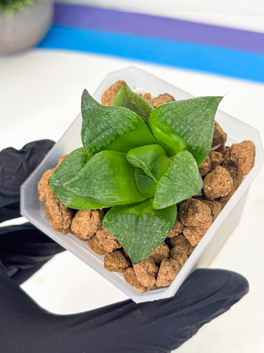 Haworthia Stabilo (wa2) (b4) | Rare Succulent
