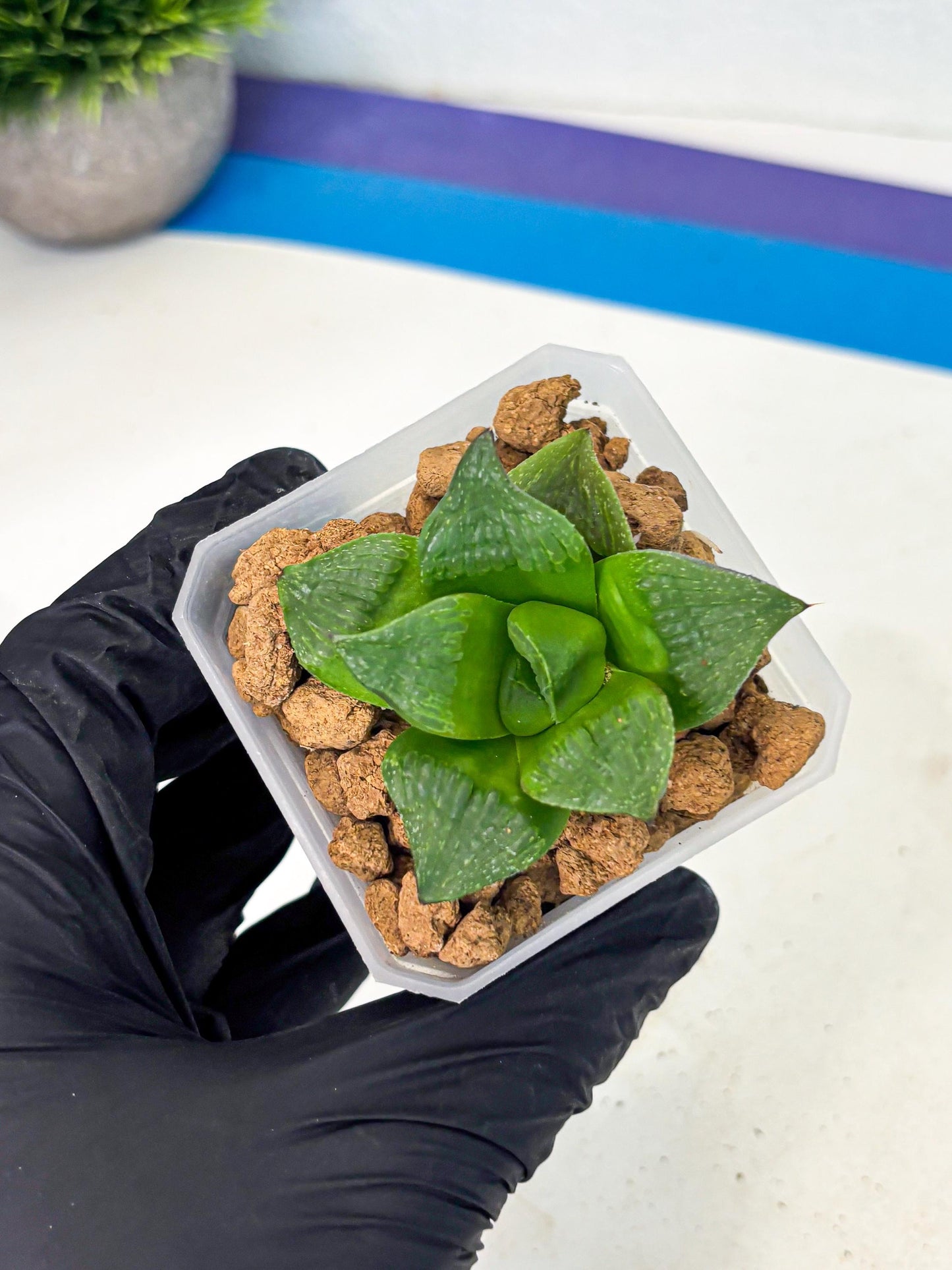 Haworthia Stabilo (wa2) (b4) | Rare Succulent