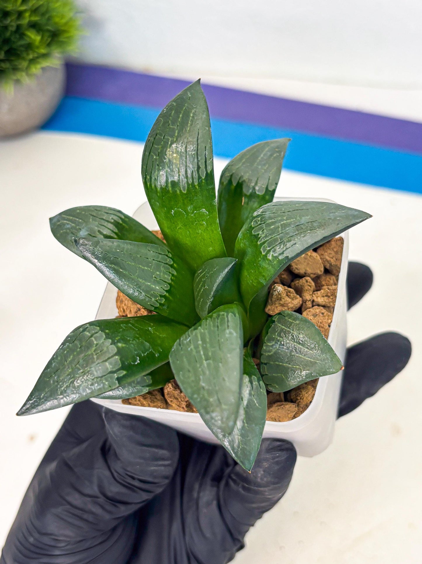 Haworthia Aboukyuu (wa2) (b5) | Rare Succulent