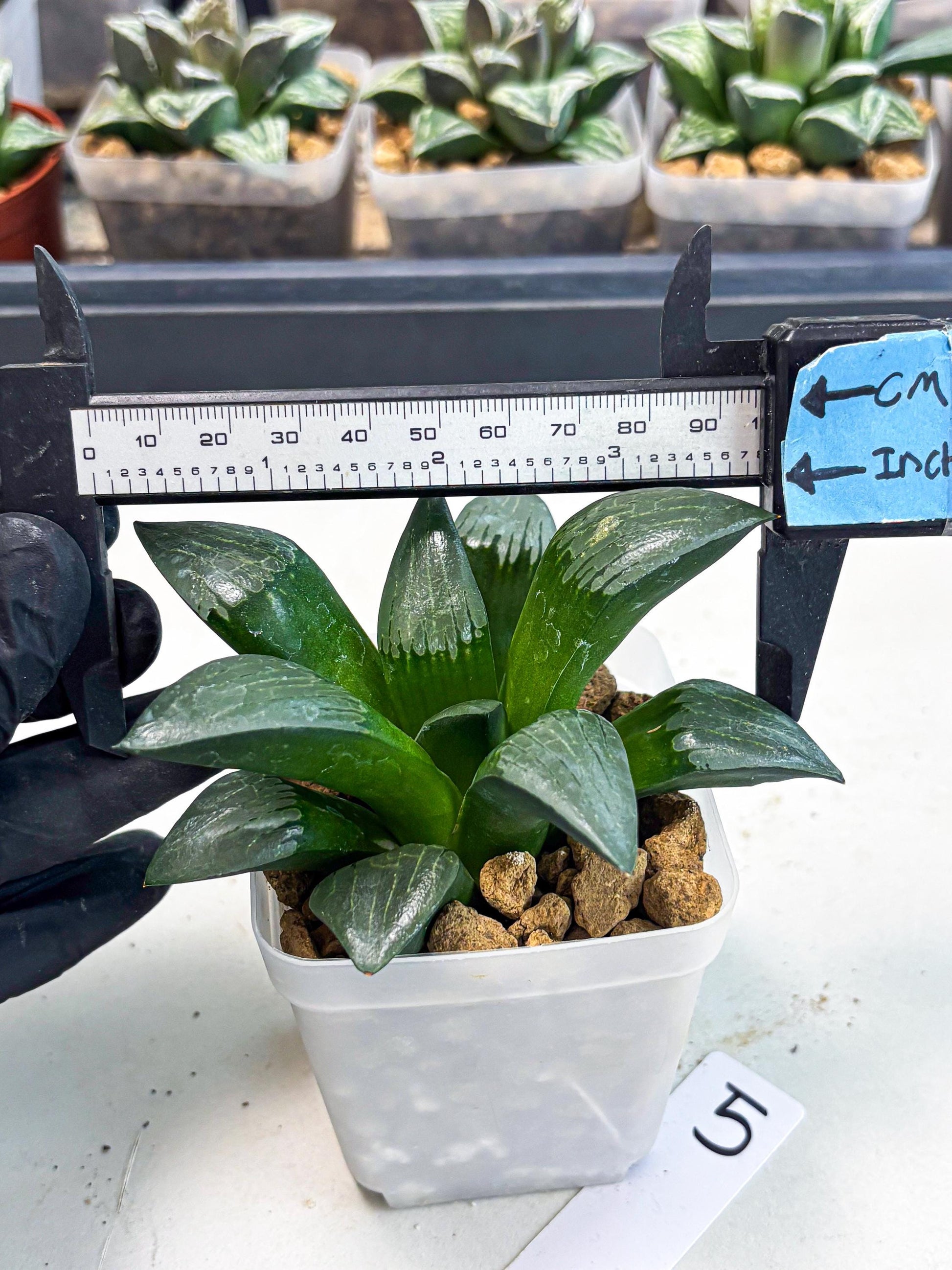 Haworthia Aboukyuu (wa2) (b5) | Rare Succulent