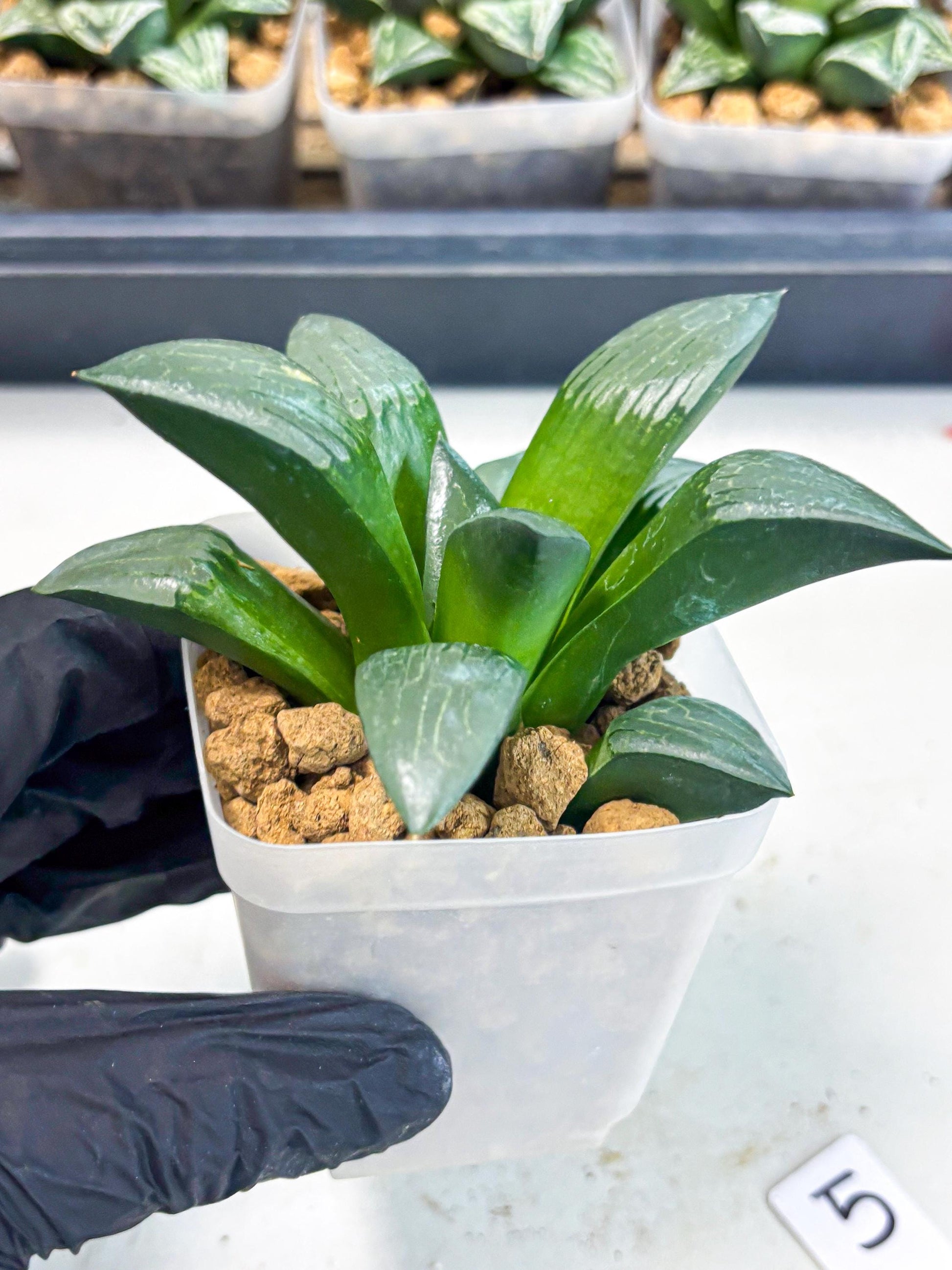 Haworthia Aboukyuu (wa2) (b5) | Rare Succulent