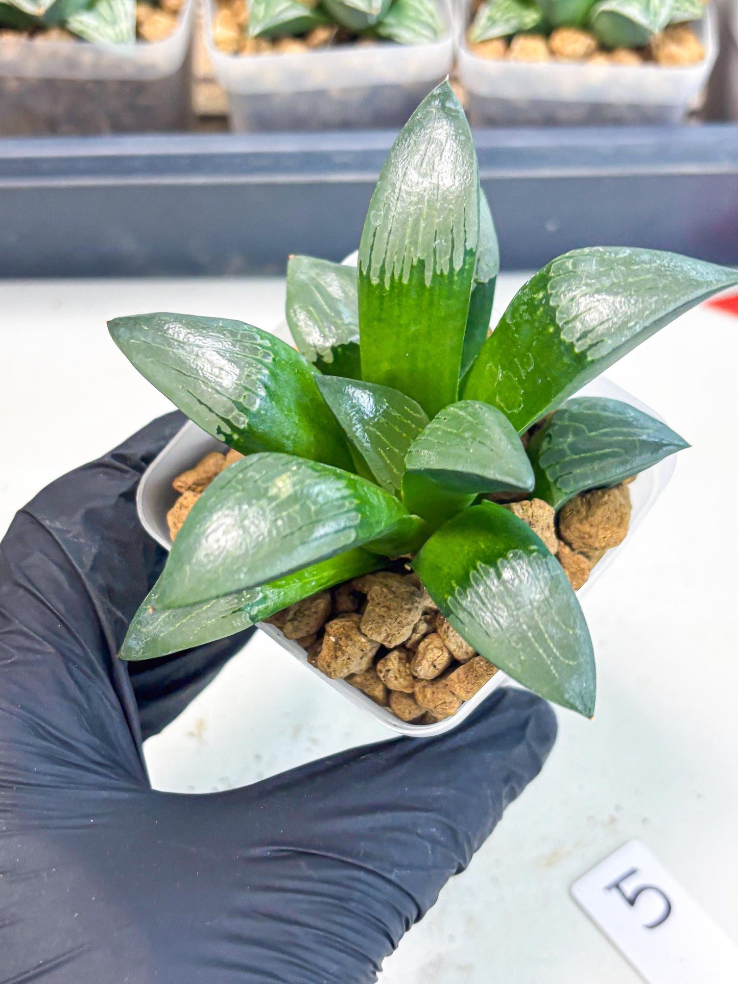 Haworthia Aboukyuu (wa2) (b5) | Rare Succulent