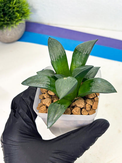 Haworthia Aboukyuu (wa2) (b5) | Rare Succulent