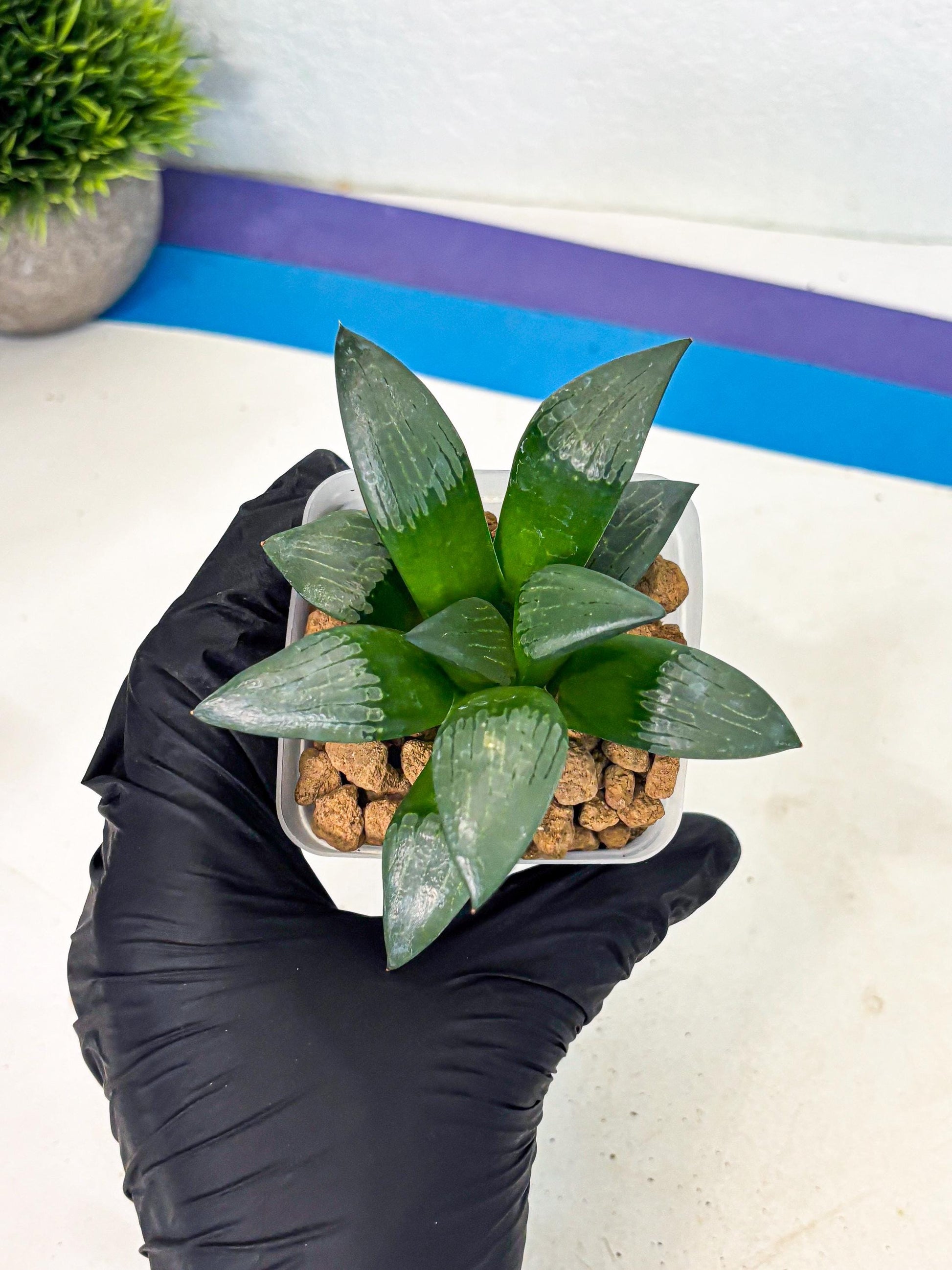 Haworthia Aboukyuu (wa2) (b5) | Rare Succulent