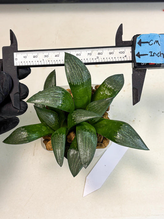 Haworthia Aboukyuu (wa2) (b6) | Rare Succulent