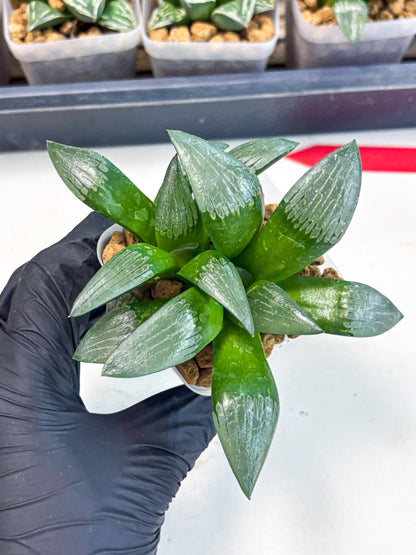 Haworthia Aboukyuu (wa2) (b6) | Rare Succulent