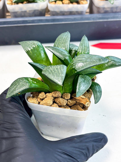 Haworthia Aboukyuu (wa2) (b6) | Rare Succulent