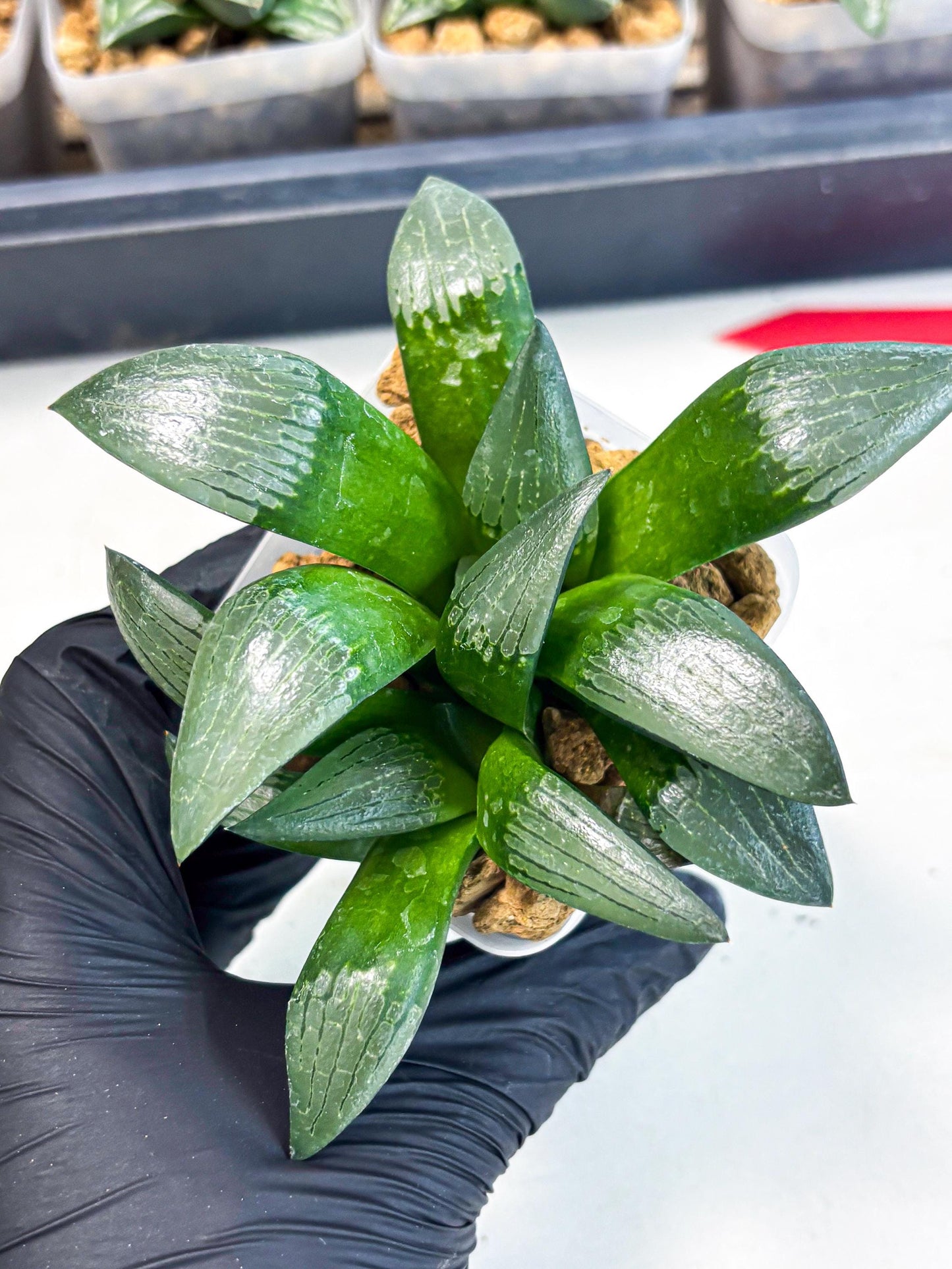 Haworthia Aboukyuu (wa2) (b6) | Rare Succulent