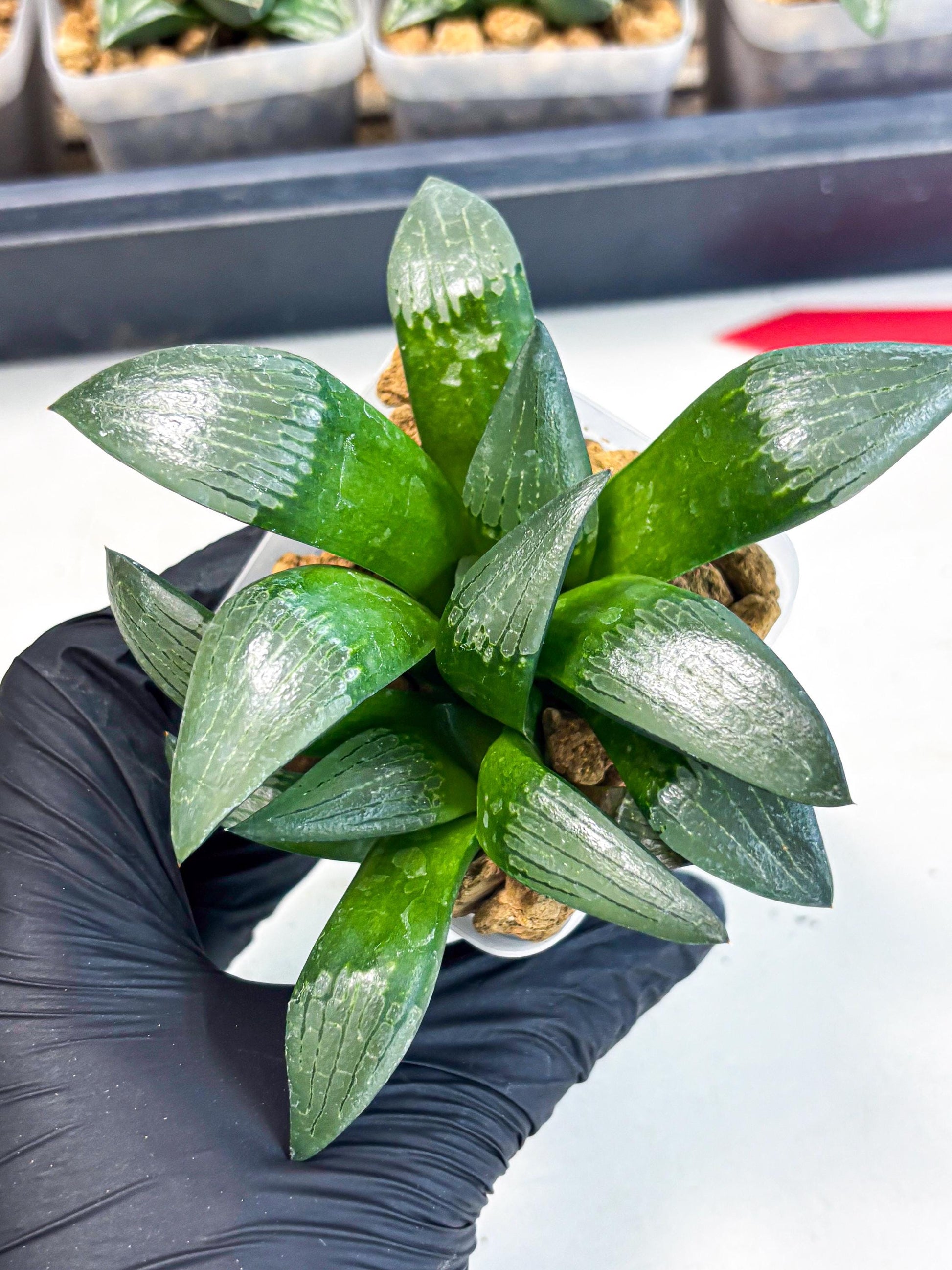 Haworthia Aboukyuu (wa2) (b6) | Rare Succulent