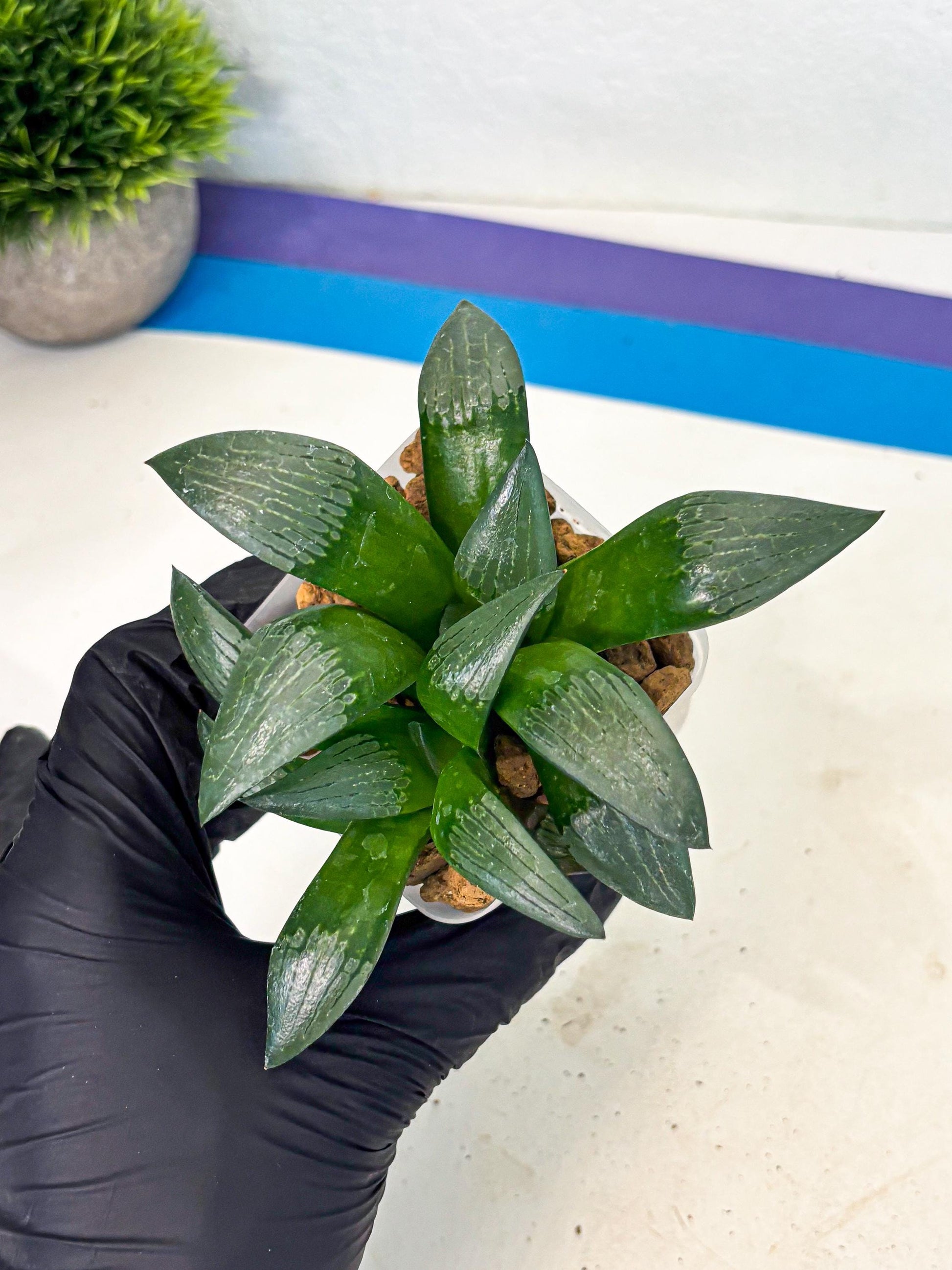 Haworthia Aboukyuu (wa2) (b6) | Rare Succulent