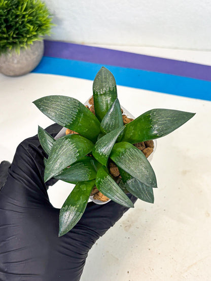 Haworthia Aboukyuu (wa2) (b6) | Rare Succulent