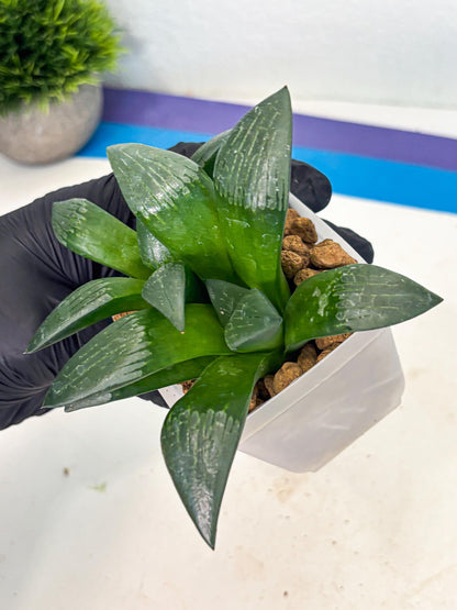 Haworthia Aboukyuu (wa2) (b6) | Rare Succulent