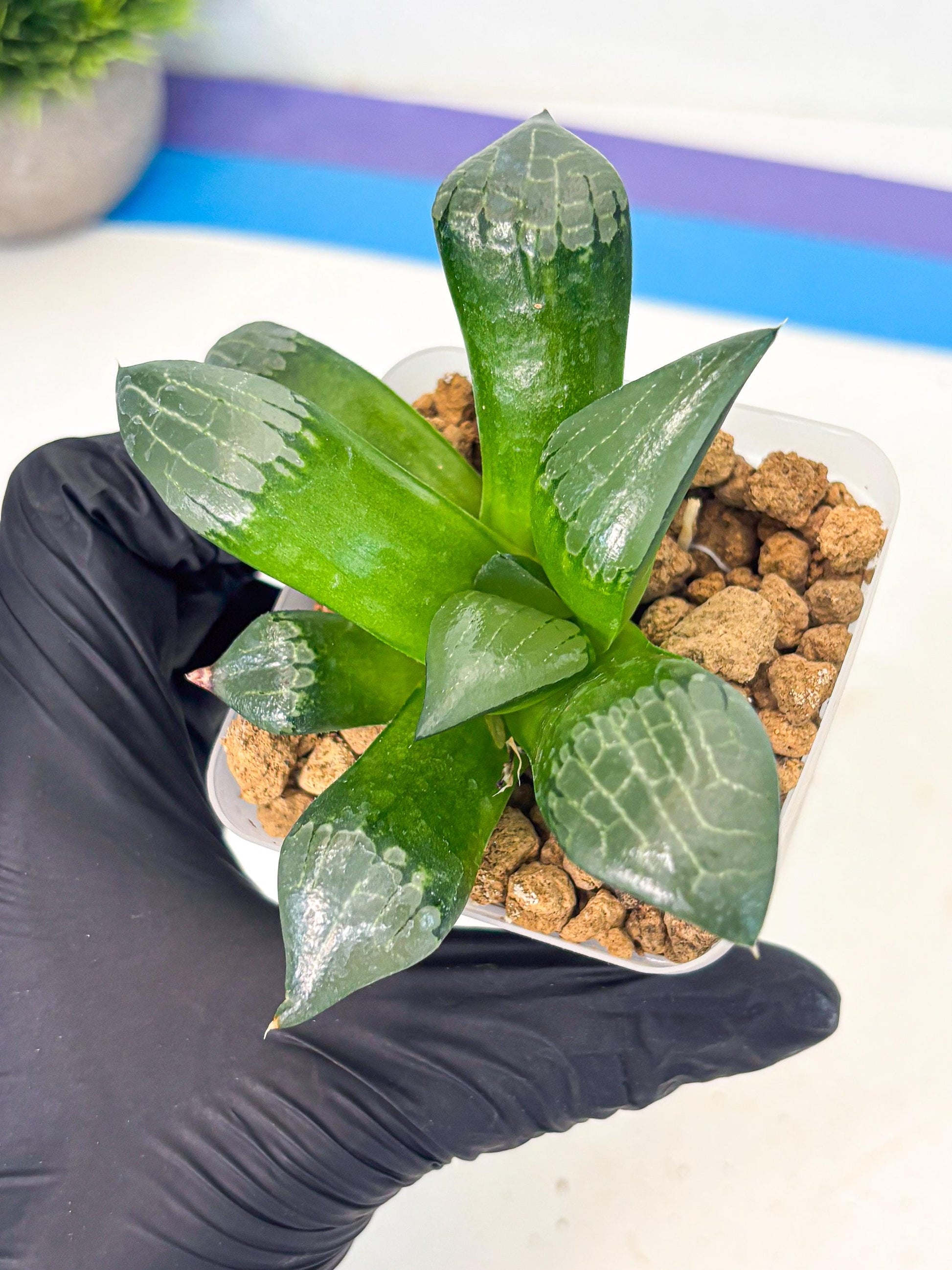 Haworthia Aboukyuu (wa2) (r1) | Rare Succulent