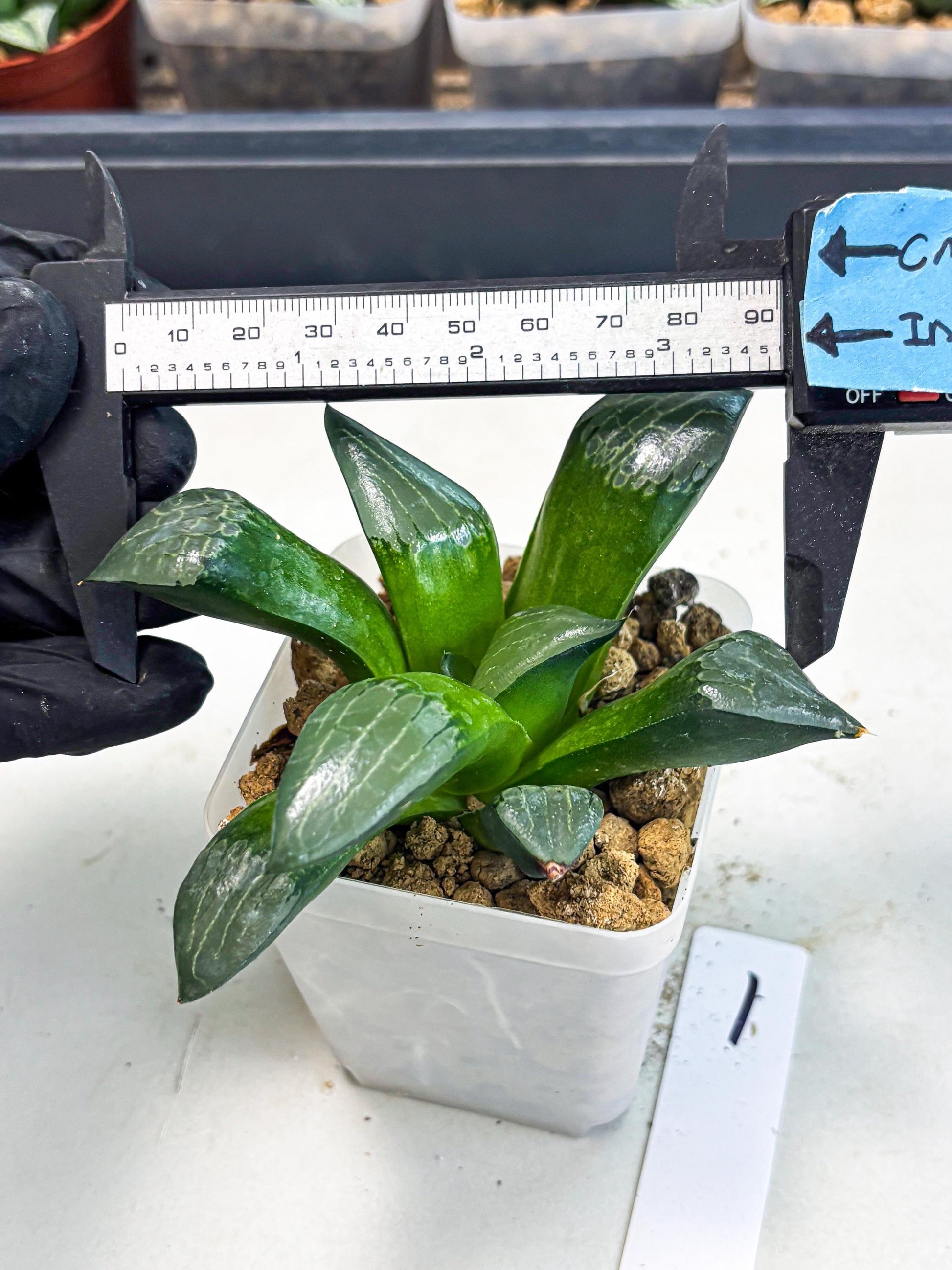 Haworthia Aboukyuu (wa2) (r1) | Rare Succulent