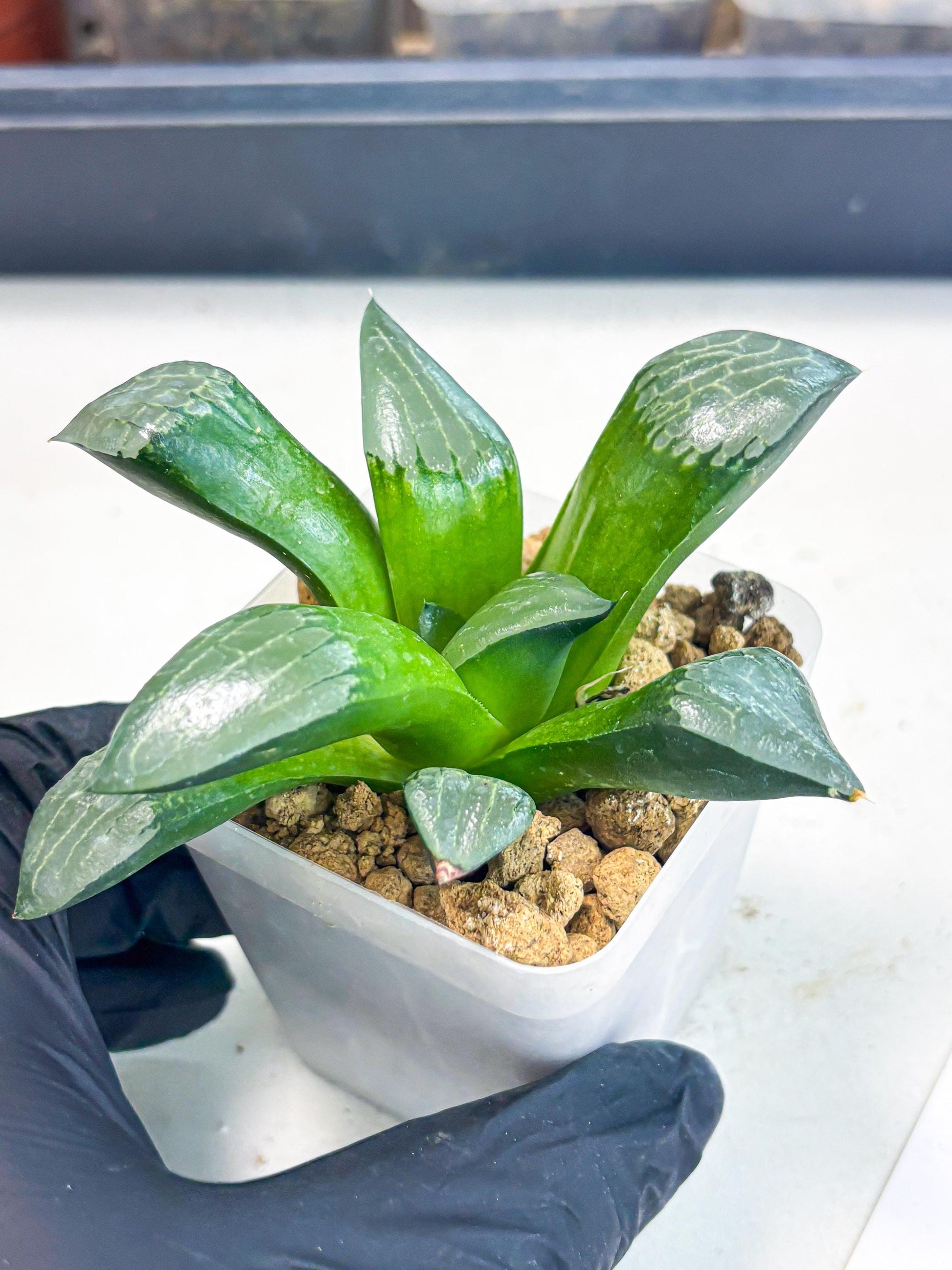 Haworthia Aboukyuu (wa2) (r1) | Rare Succulent