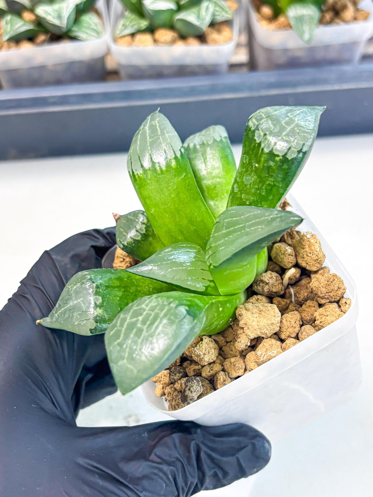 Haworthia Aboukyuu (wa2) (r1) | Rare Succulent