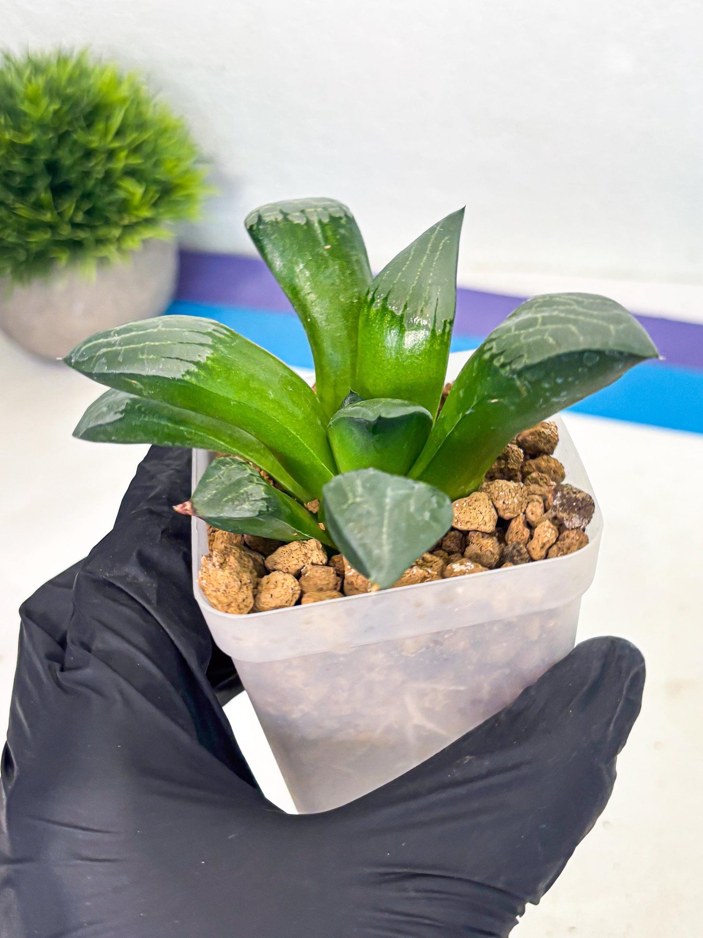 Haworthia Aboukyuu (wa2) (r1) | Rare Succulent