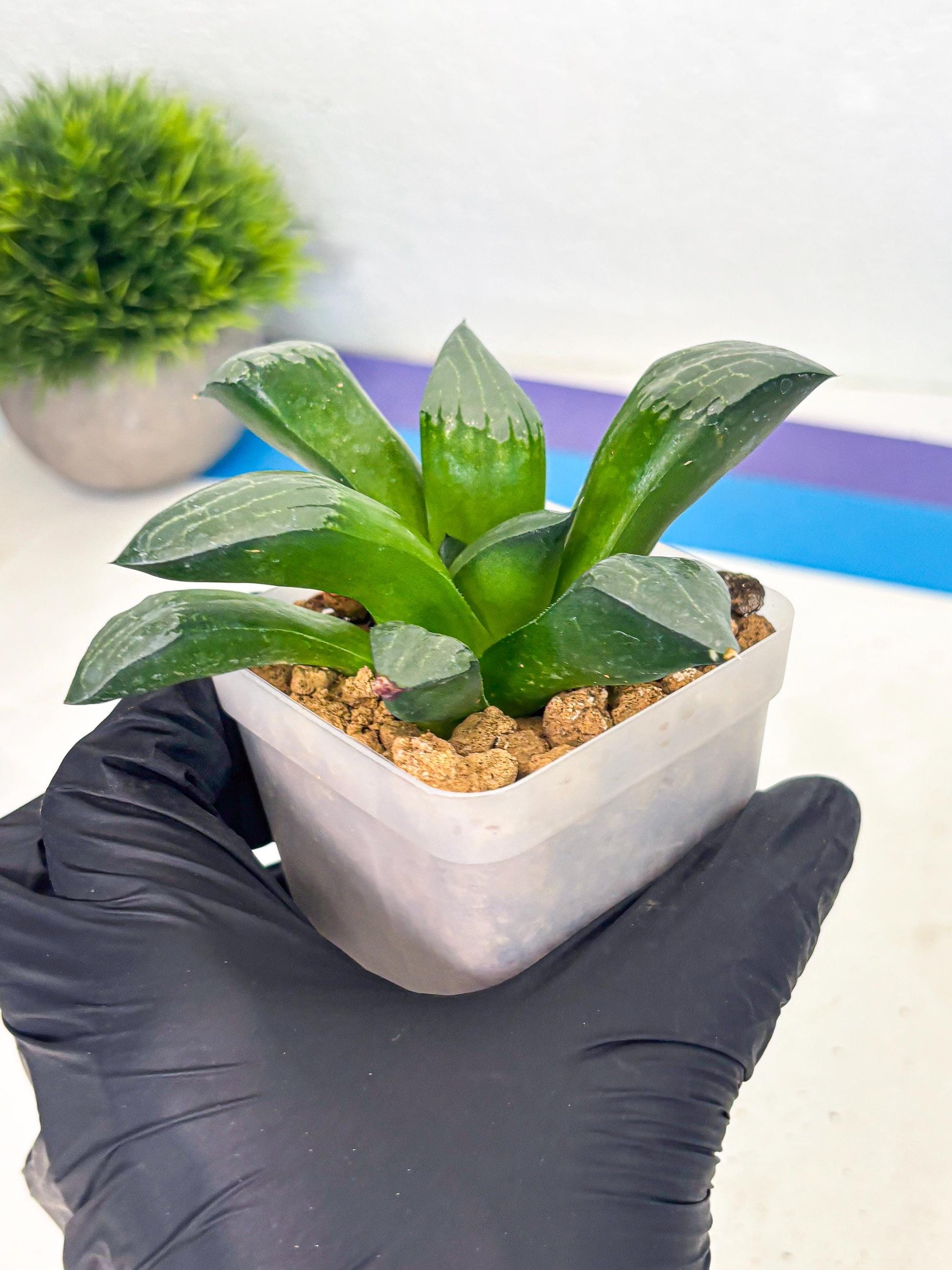 Haworthia Aboukyuu (wa2) (r1) | Rare Succulent