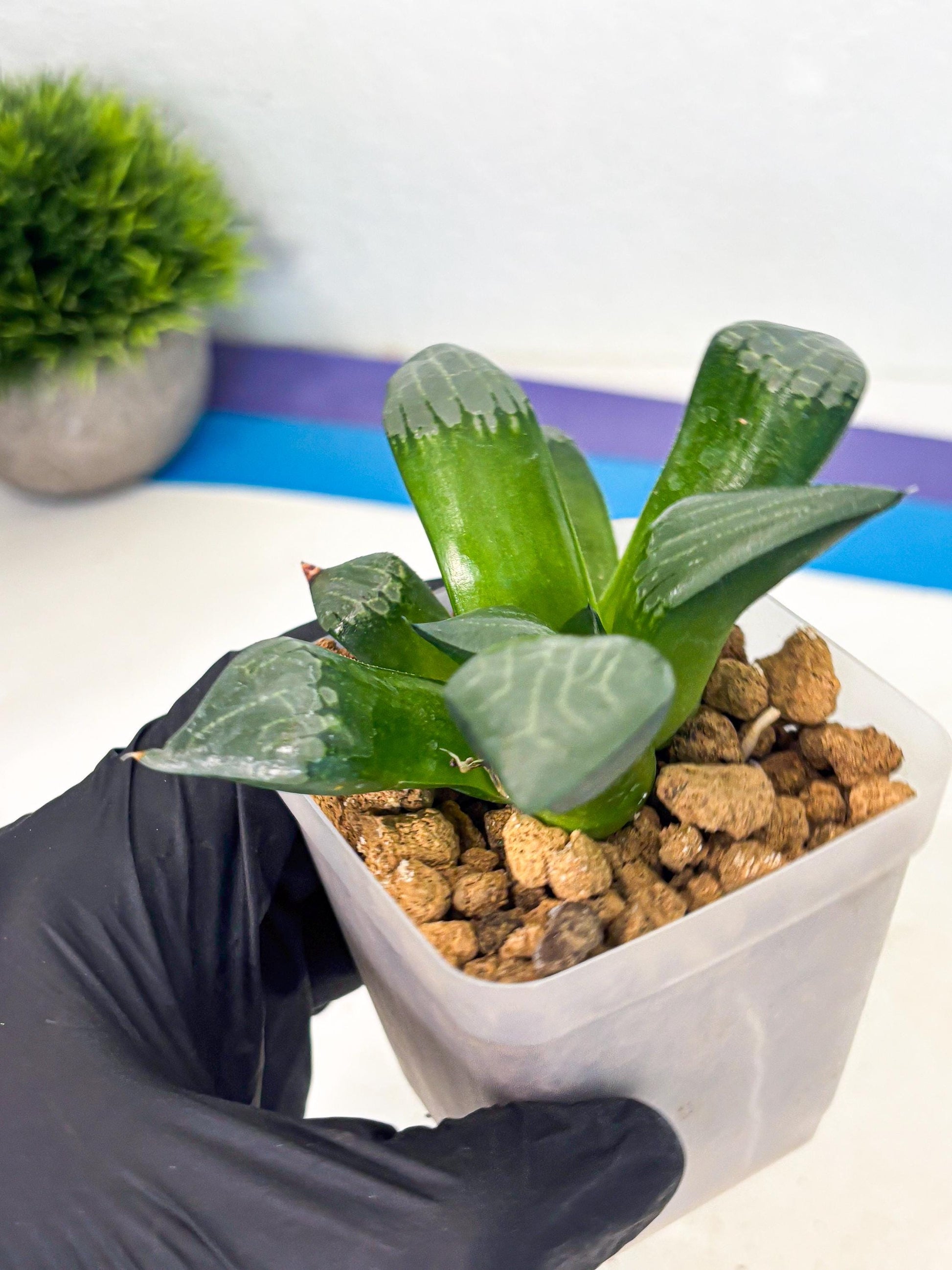 Haworthia Aboukyuu (wa2) (r1) | Rare Succulent