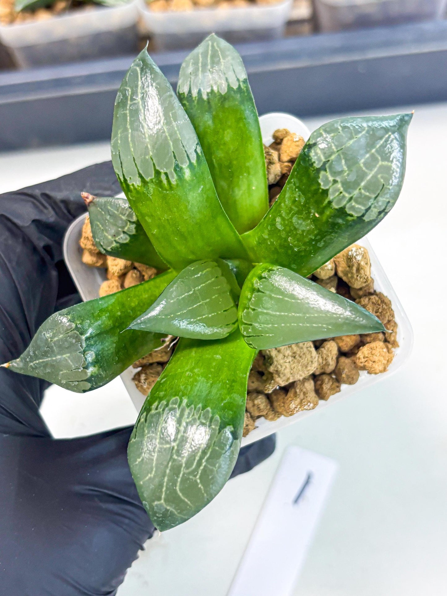 Haworthia Aboukyuu (wa2) (r1) | Rare Succulent