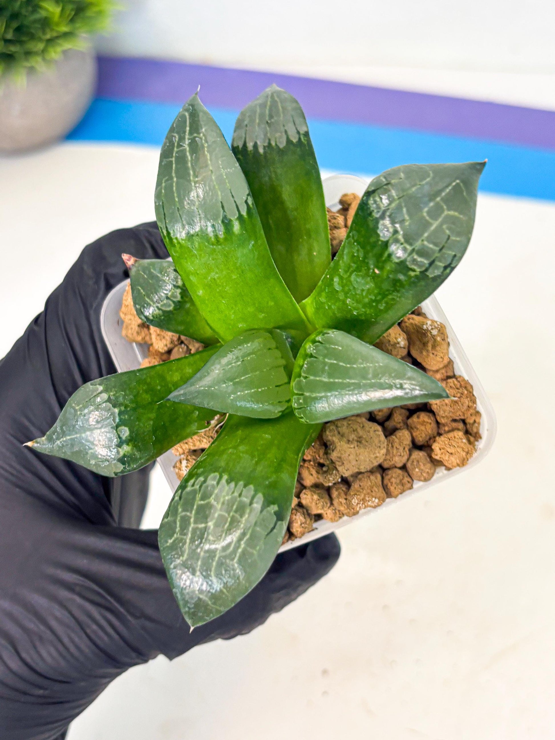 Haworthia Aboukyuu (wa2) (r1) | Rare Succulent