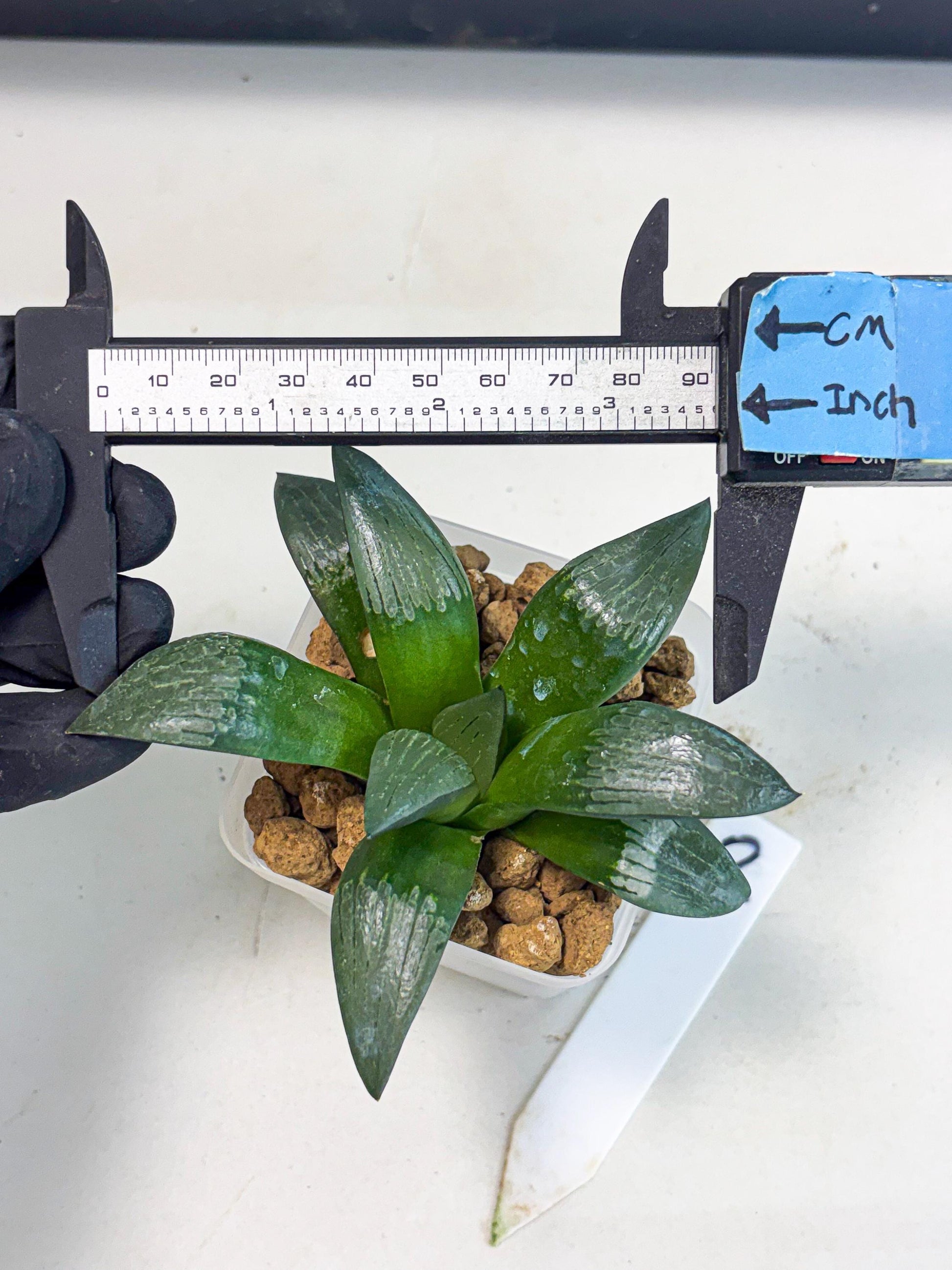 Haworthia Aboukyuu (wa2) (r2) | Rare Succulent