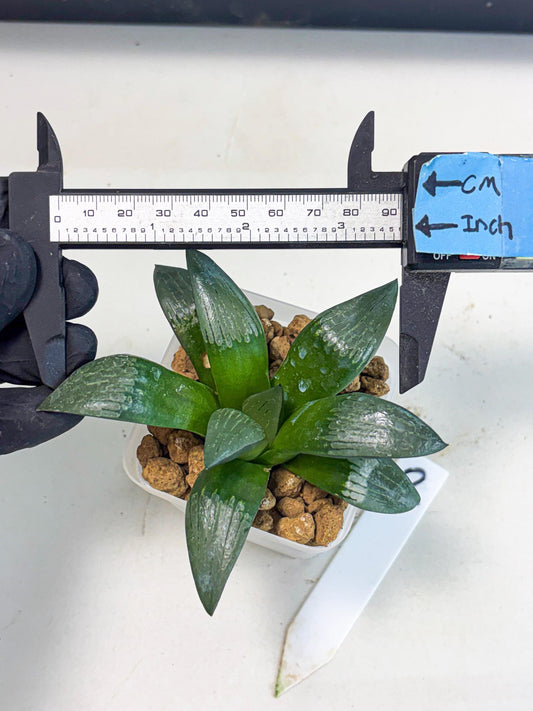 Haworthia Aboukyuu (wa2) (r2) | Rare Succulent