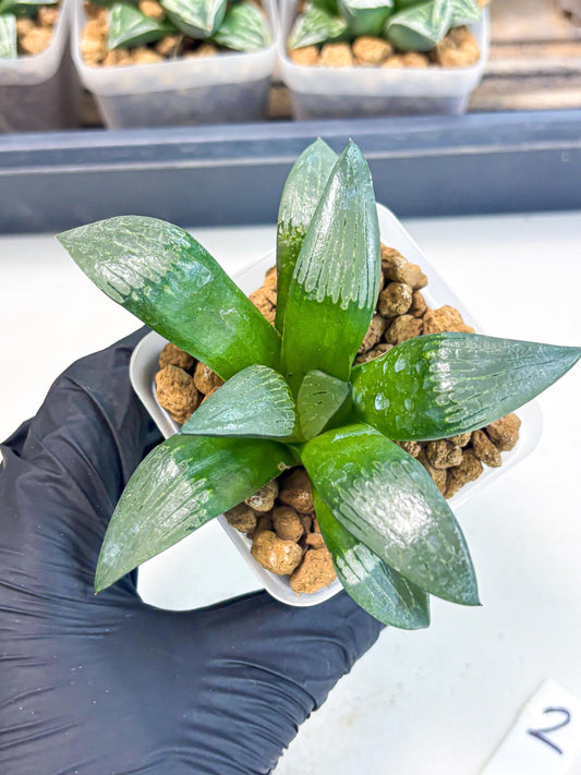 Haworthia Aboukyuu (wa2) (r2) | Rare Succulent
