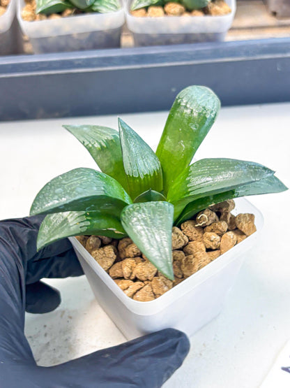 Haworthia Aboukyuu (wa2) (r2) | Rare Succulent