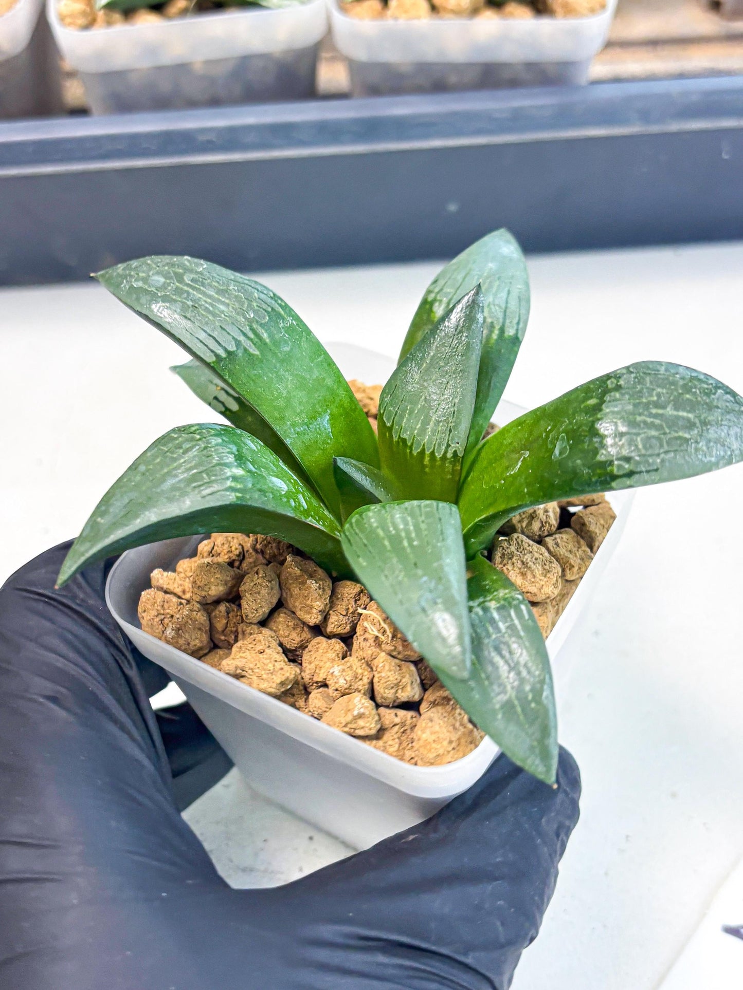 Haworthia Aboukyuu (wa2) (r2) | Rare Succulent
