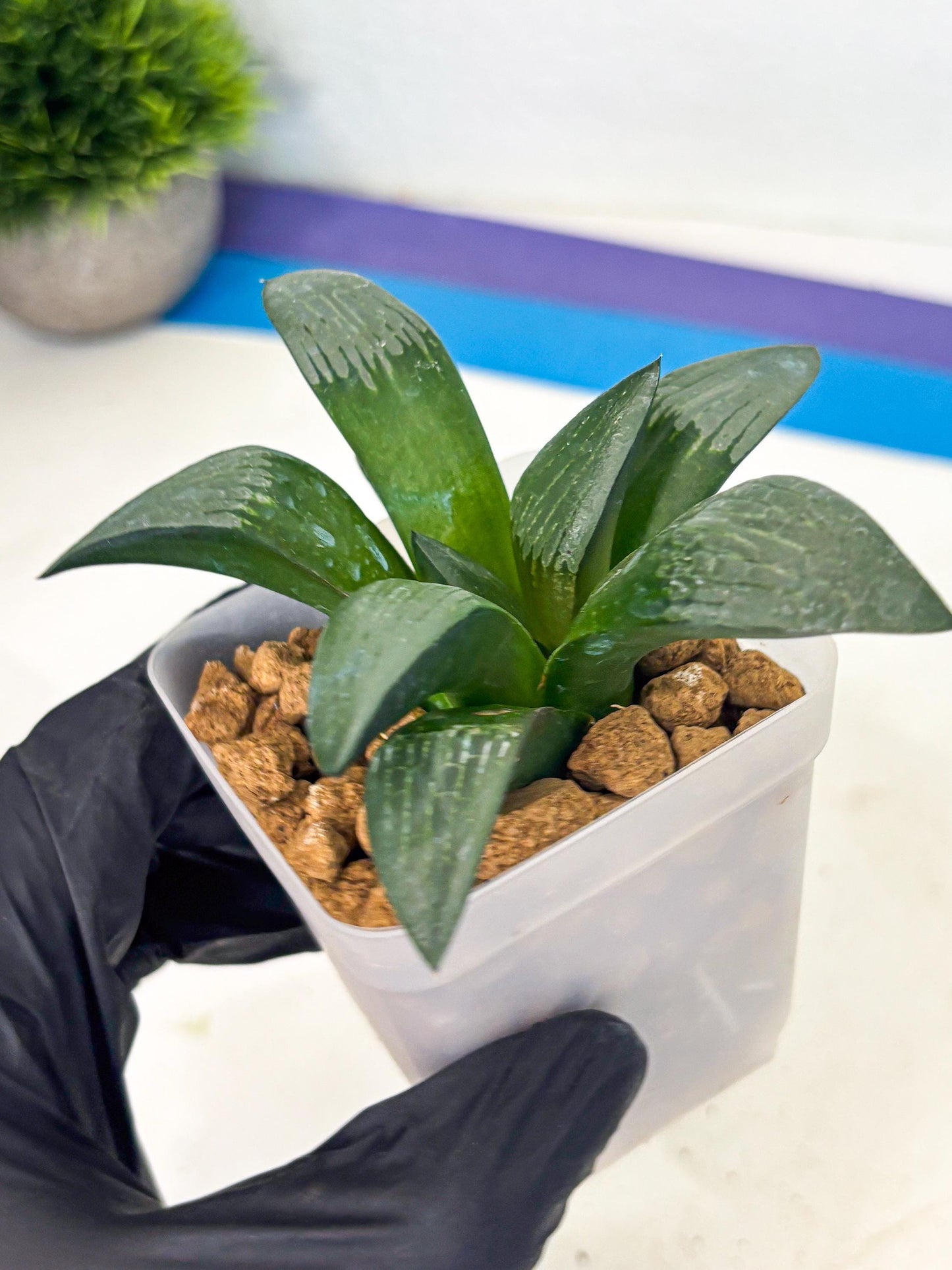 Haworthia Aboukyuu (wa2) (r2) | Rare Succulent