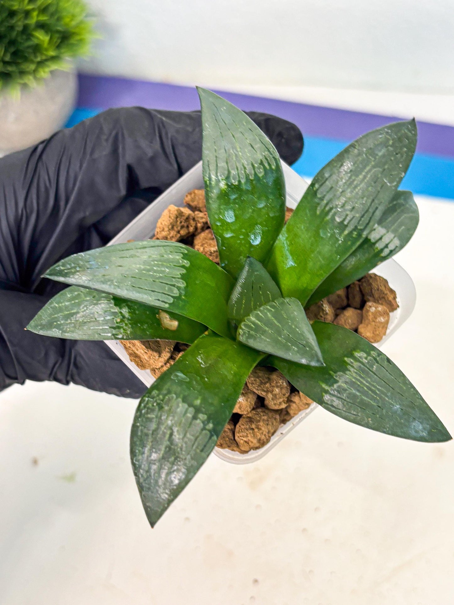 Haworthia Aboukyuu (wa2) (r2) | Rare Succulent