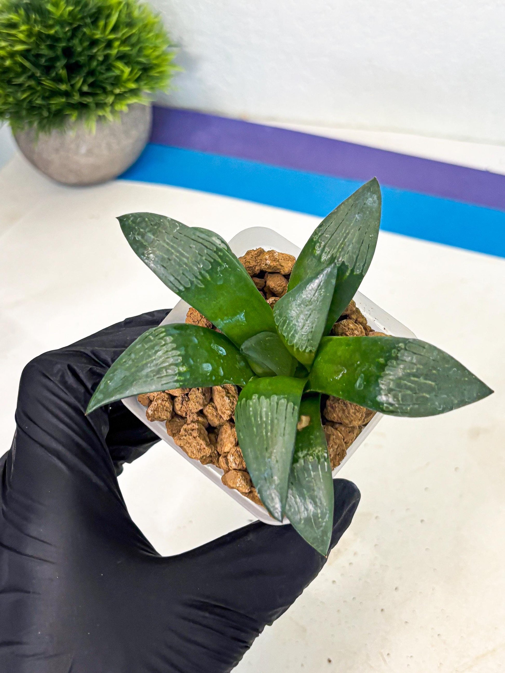 Haworthia Aboukyuu (wa2) (r2) | Rare Succulent