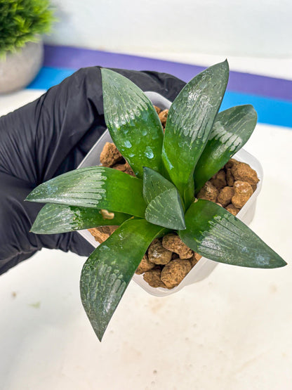 Haworthia Aboukyuu (wa2) (r2) | Rare Succulent