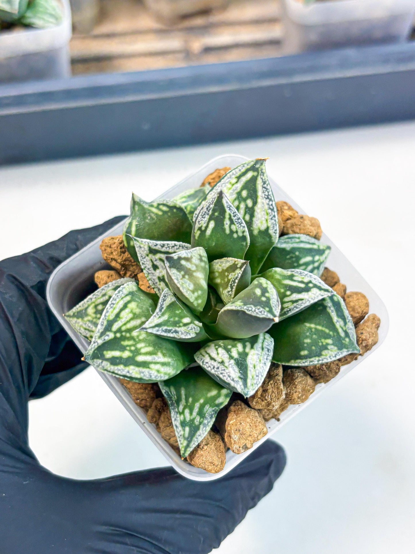 Haworthia Dojakudai Cobbledon (wa2) (r3) | Rare Succulent