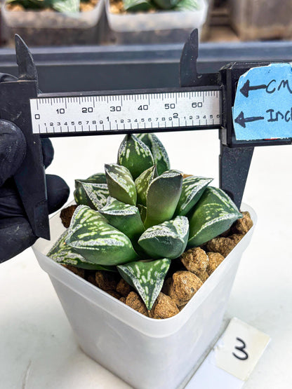 Haworthia Dojakudai Cobbledon (wa2) (r3) | Rare Succulent