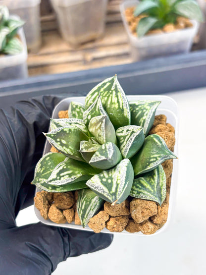 Haworthia Dojakudai Cobbledon (wa2) (r3) | Rare Succulent