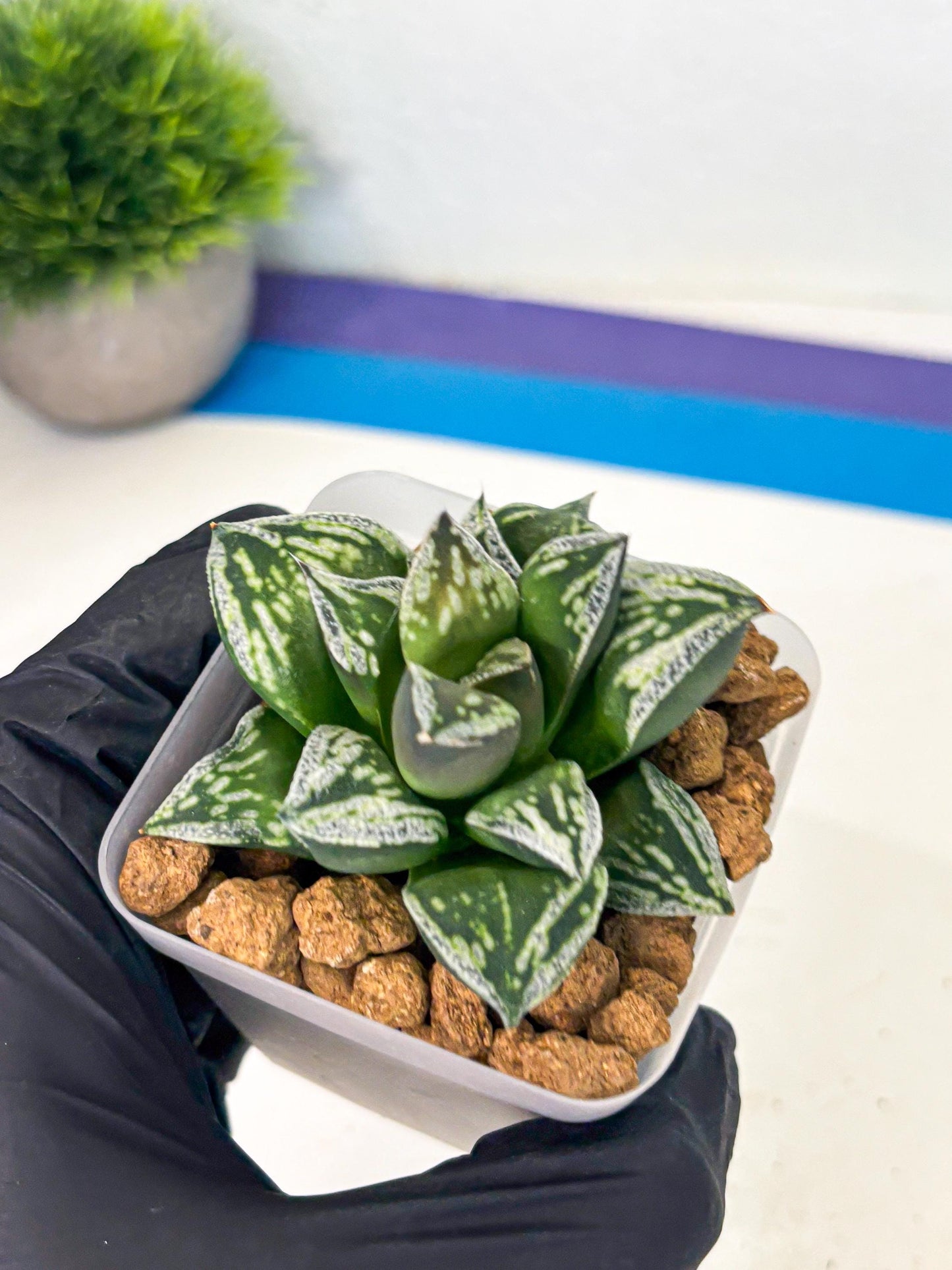 Haworthia Dojakudai Cobbledon (wa2) (r3) | Rare Succulent