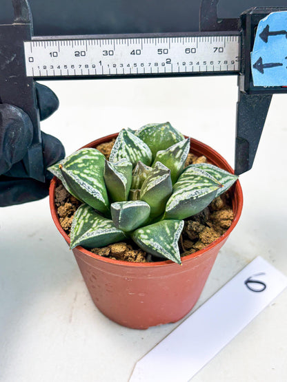 Haworthia Dojakudai Cobbledon (wa2) (r6) | Rare Succulent