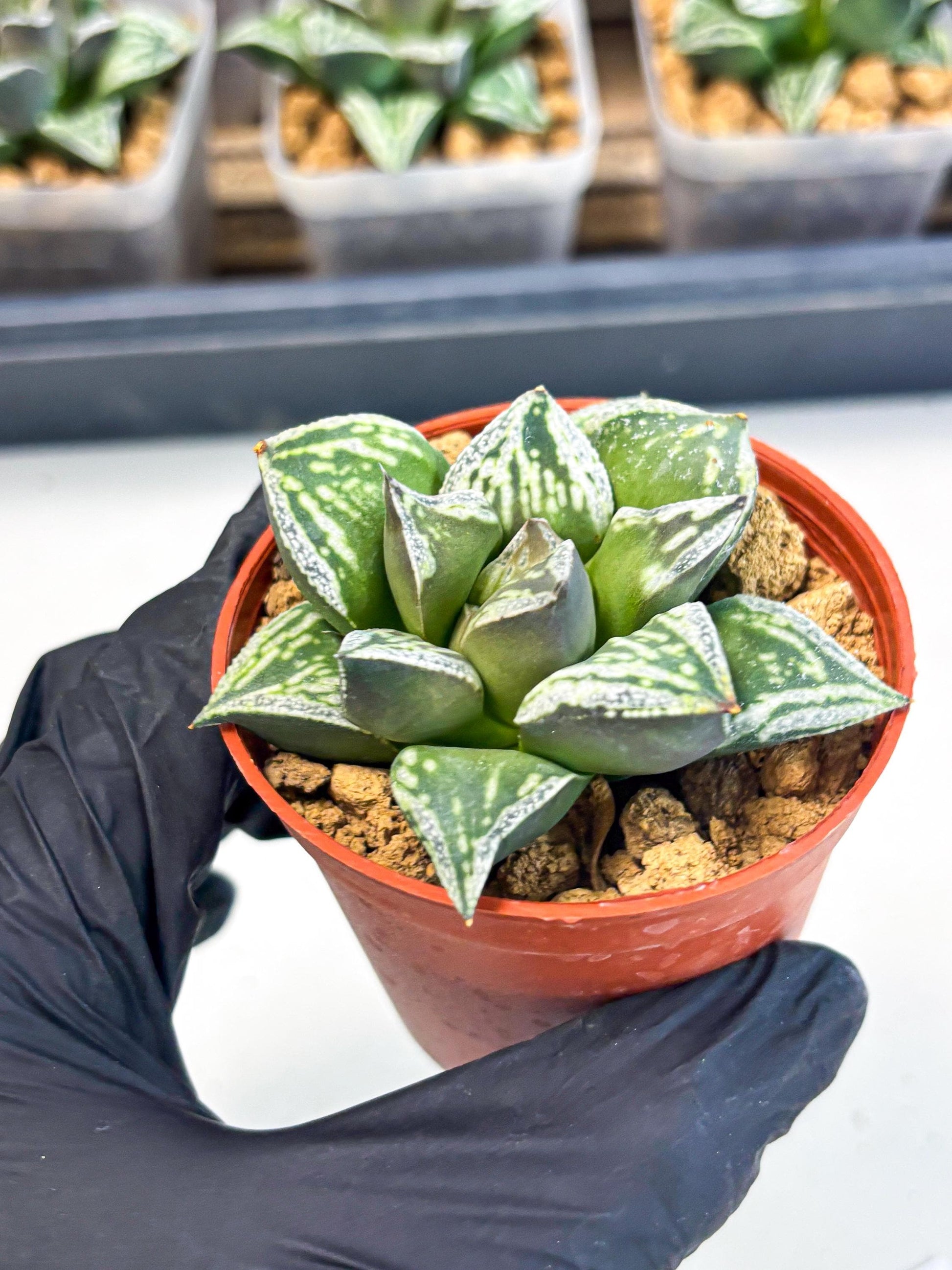 Haworthia Dojakudai Cobbledon (wa2) (r6) | Rare Succulent