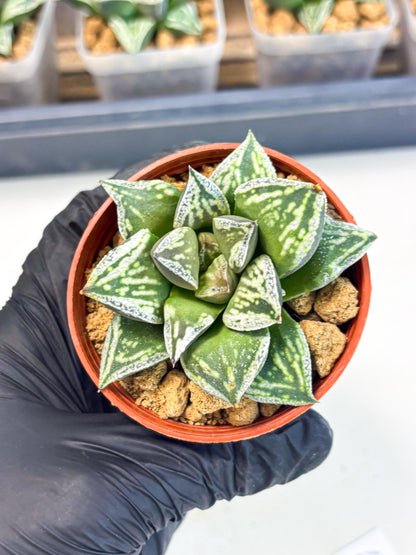 Haworthia Dojakudai Cobbledon (wa2) (r6) | Rare Succulent