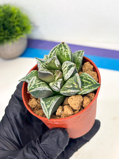 Haworthia Dojakudai Cobbledon (wa2) (r6) | Rare Succulent
